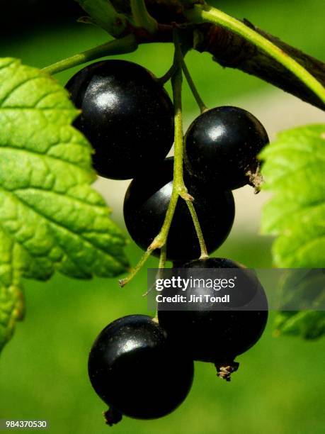 blackcurrant - schwarze johannisbeere stock-fotos und bilder