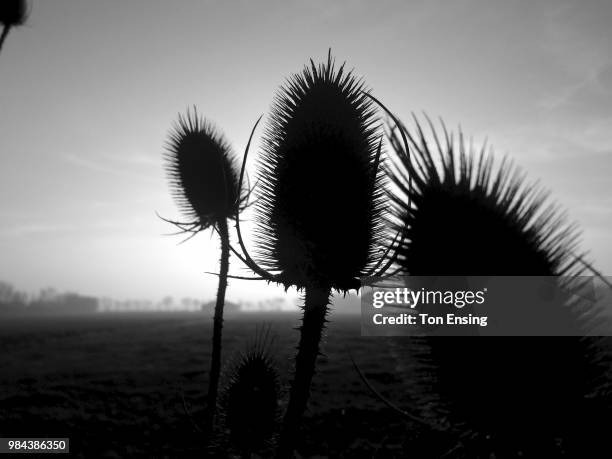 lightbreakers - thistle silhouette stock pictures, royalty-free photos & images