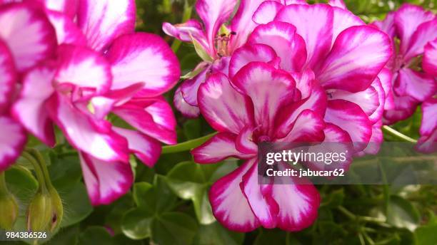Muskat Tree 384 Muskat Stock Photos, High-Res Pictures, and Images - Getty Images