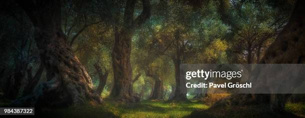 magic forest - ulcinj stock pictures, royalty-free photos & images