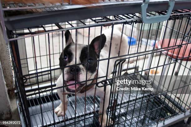 Dogs for sale at a pet shop market in Shanghai, China.