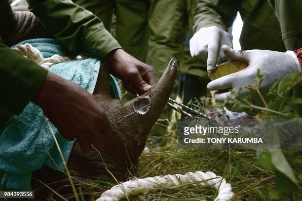 Kenya Wildlife Services translocation team members drill the horn of a black female rhinoceros in order to equip the animal with a radio transmitter,...