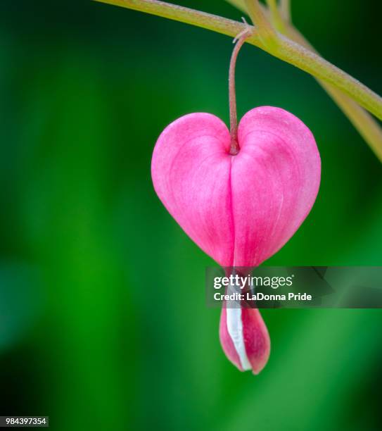 my heart bleeds - coeur de marie fleur photos et images de collection