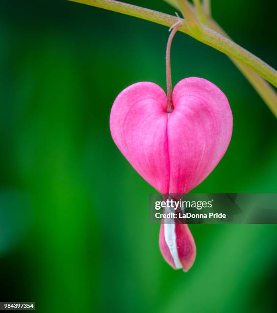 my heart bleeds - bleeding heart stock pictures, royalty-free photos & images