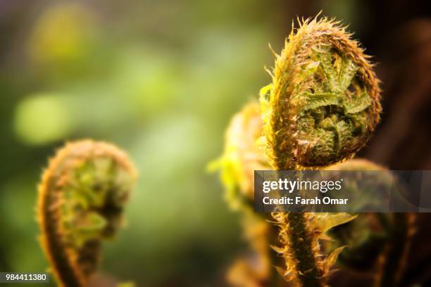 silverfern - silver fern stock pictures, royalty-free photos & images