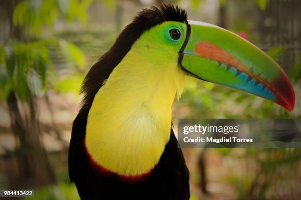 photo by: magdiel torres - keel billed toucan stock pictures, royalty-free photos & images