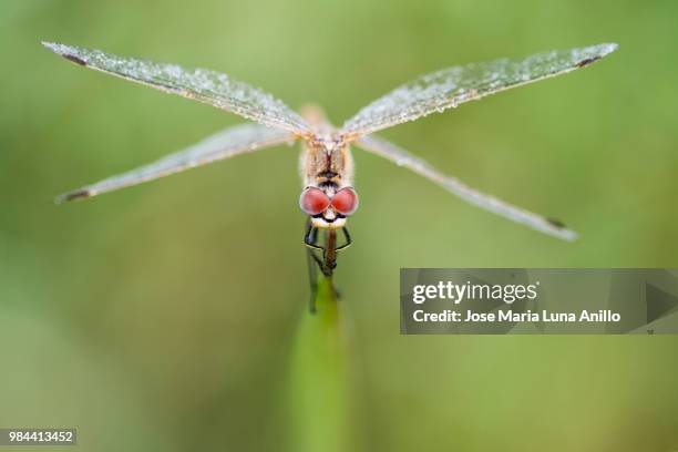 red eyes - ojos rojos - ojos stock pictures, royalty-free photos & images