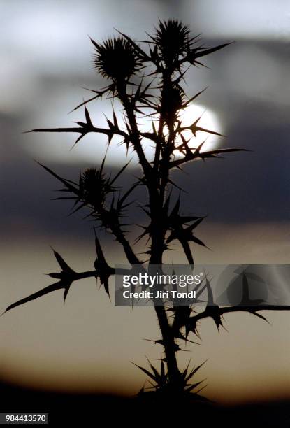 thistle - thistle silhouette stock pictures, royalty-free photos & images