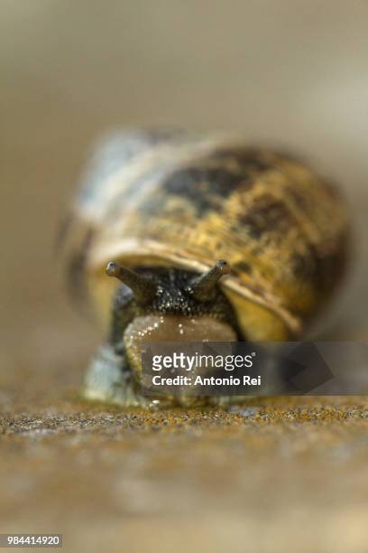 snail - essbare weinbergschnecke stock-fotos und bilder