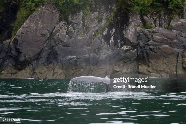 humpbackwhale in alaska - observação da vida selvagem imagens e fotografias de stock