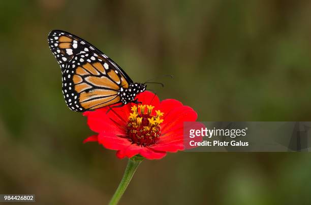 borboleta-monarca - borboleta stock pictures, royalty-free photos & images