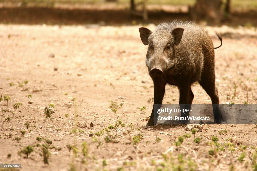 Wild boar