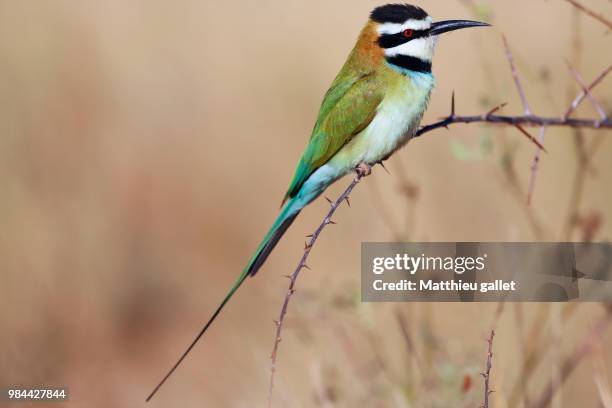 a white-throated bee-eater in samburu national park kenya - samburu national park fotografías e imágenes de stock