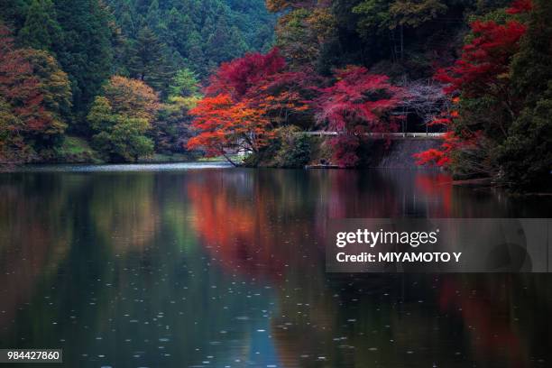 lake in autumn - miyamoto y 個照片及圖片檔