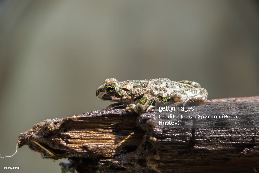 European green toad