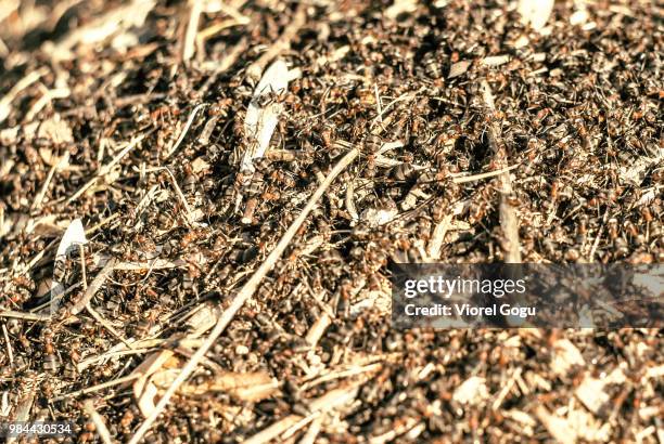Compost Insect Identification 185 Compost Bugs Stock Photos, High-Res Pictures, and Images - Getty Images