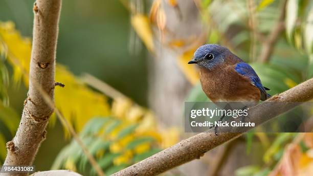 eastern bluebird - eastern bluebird fotografías e imágenes de stock