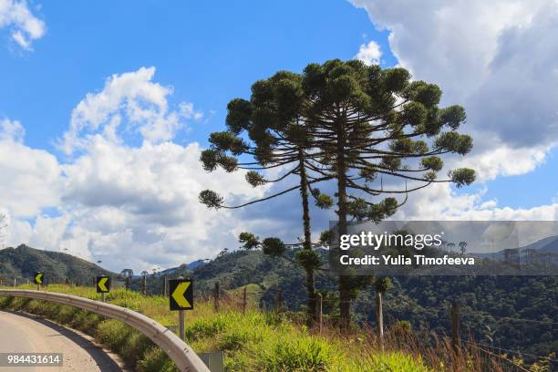 araucaria angustifolia ( brazilian pine) near road - angustifolia bildbanksfoton och bilder