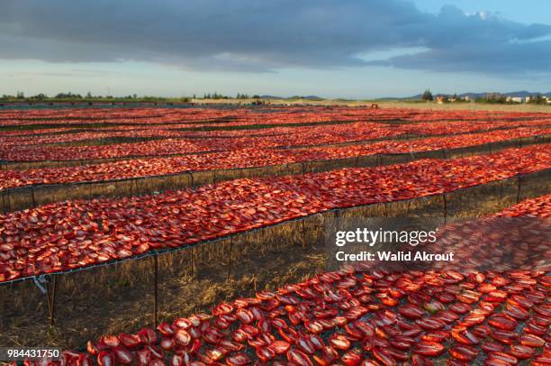 drying tomatoes - north africa stockfoto's en -beelden