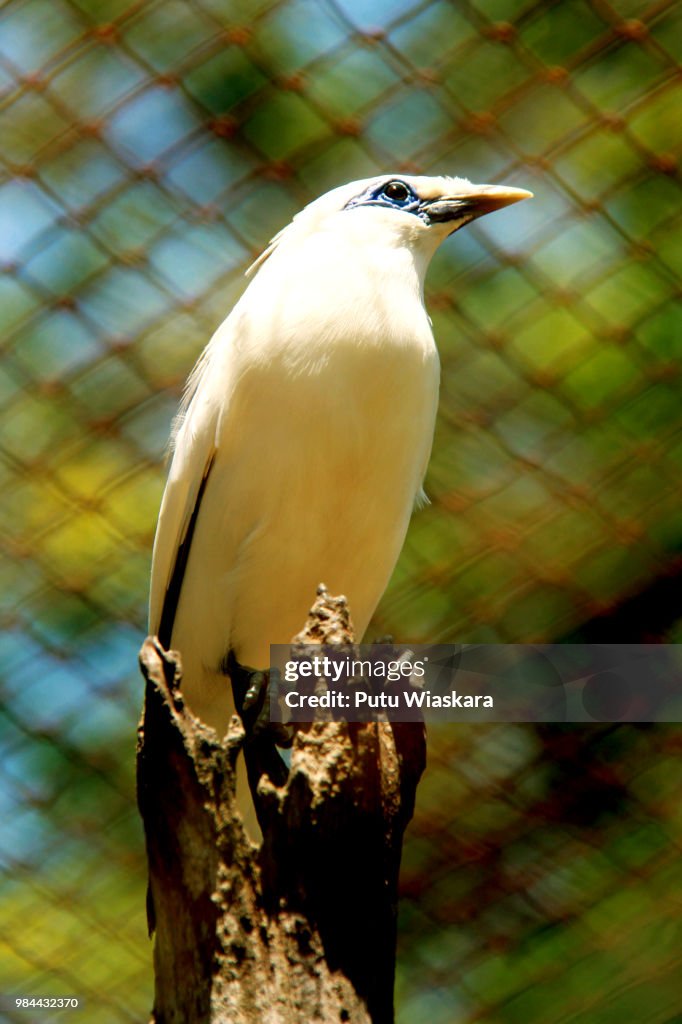 Bali myna