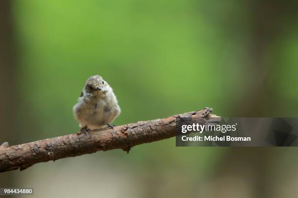 spotted flycatcher (muscicapa striata) - spotted flycatcher stock pictures, royalty-free photos & images