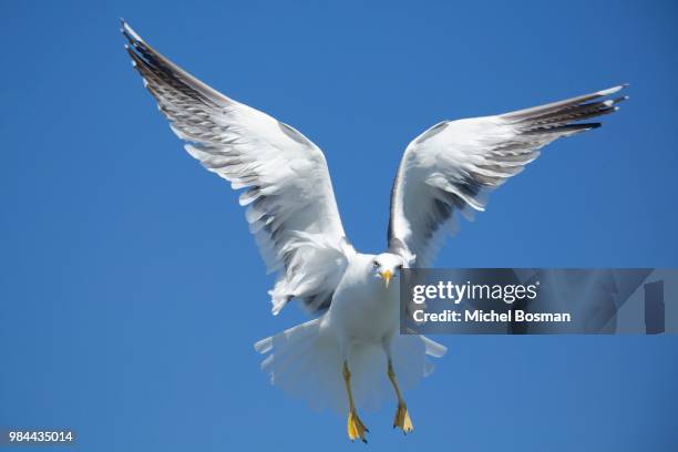 a flying seagull. - den helder stock pictures, royalty-free photos & images