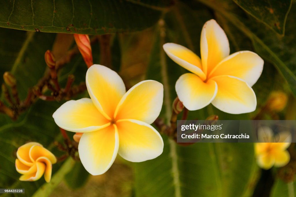 Plumeria