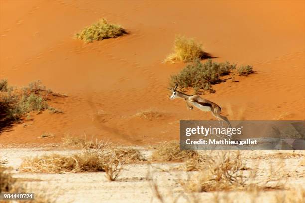 606 Springbok Jumping Stock Photos, High-Res Pictures, and Images ...