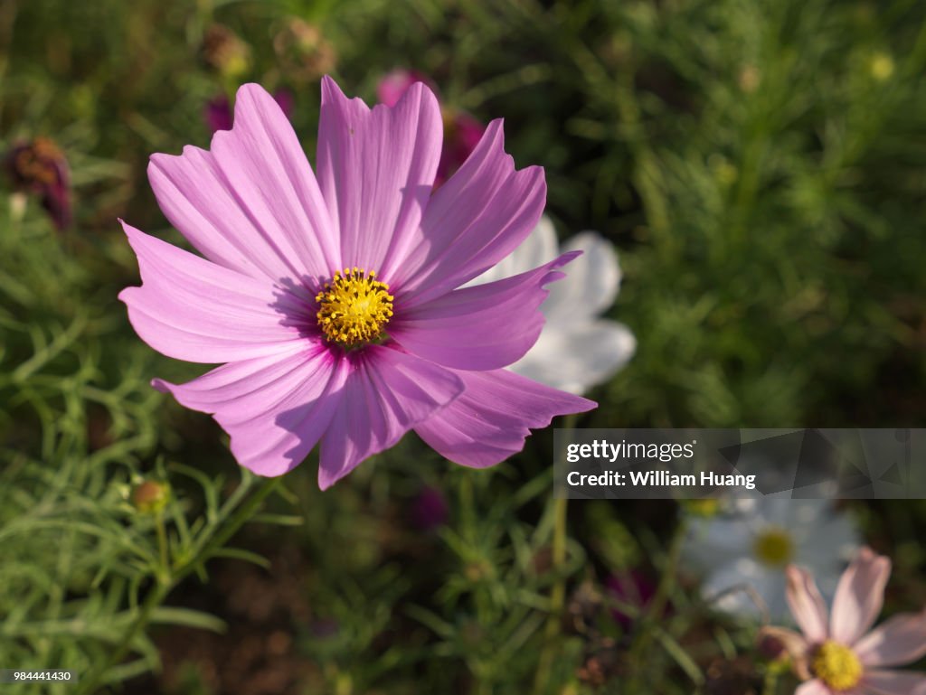 Chrysanthemum - 1