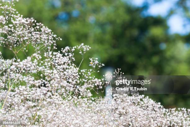 pretty small white flowers blooming in a garden - cineraria stock pictures, royalty-free photos & images