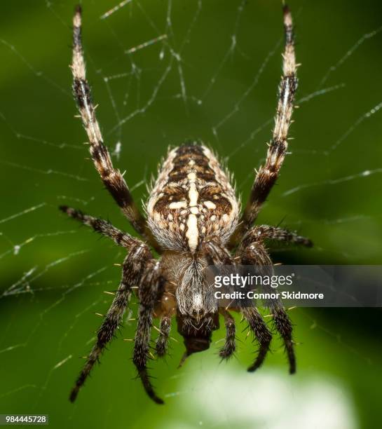 close up of a spider on a web. - aranha de jardim - fotografias e filmes do acervo
