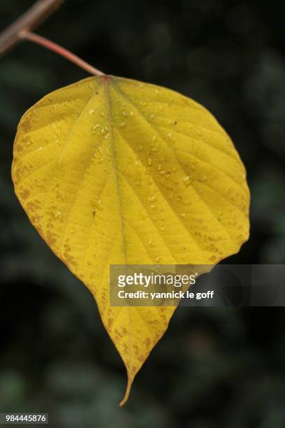feuille - feuille stock pictures, royalty-free photos & images