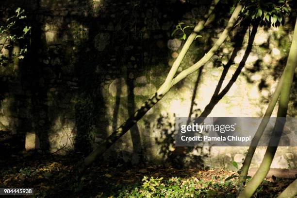 vegetal shadows - vegetal stock pictures, royalty-free photos & images