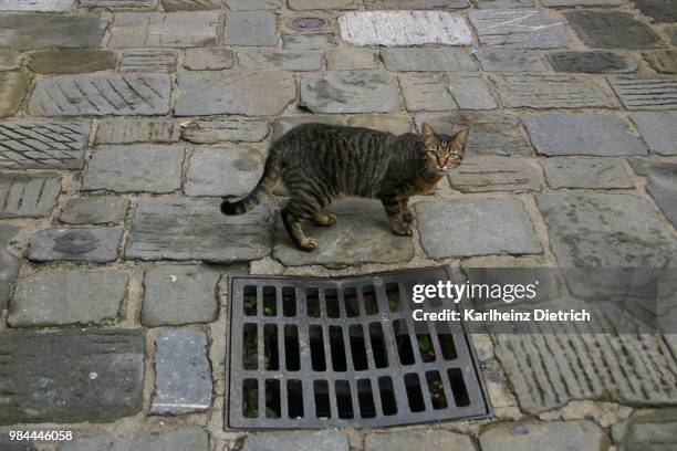 katze - katze stock pictures, royalty-free photos & images