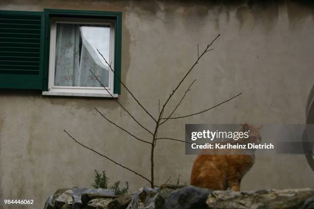 katze - katze fotografías e imágenes de stock