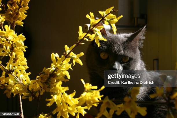 katze - katze fotografías e imágenes de stock