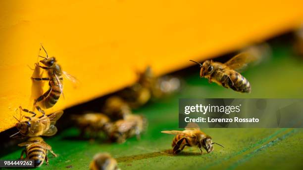 ordinary hard work - bee hive ストックフォトと画像