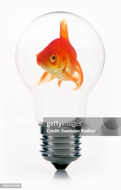 goldfish in light bulb - fish in bulb photos et images de collection