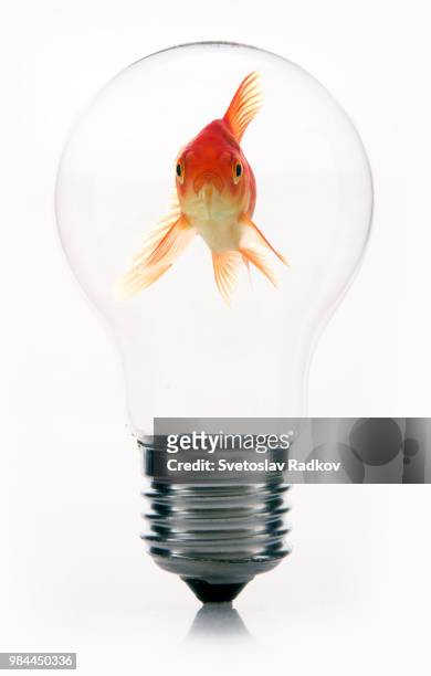 goldfish in light bulb - fish in bulb stock-fotos und bilder