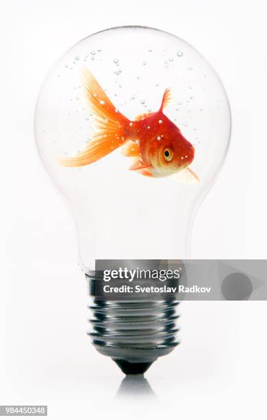 Fish In Light Bulb Fish With Light Bulb Photos and Premium High Res Pictures - Getty Images