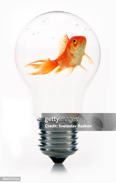 goldfish in light bulb - fish in bulb stock pictures, royalty-free photos & images