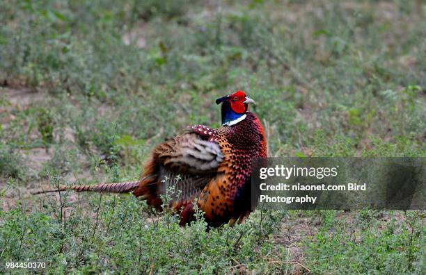 birds - juvenile chicken - pheasant bird stock-fotos und bilder