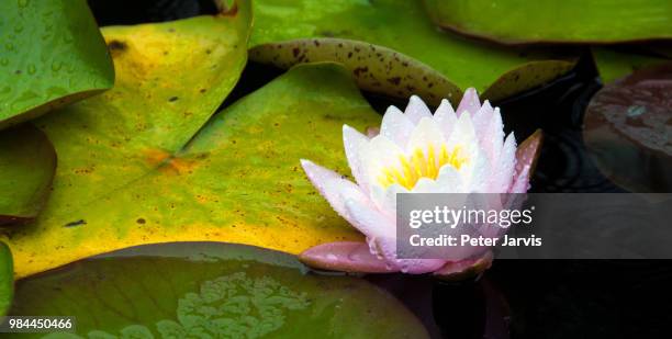 water lily 3 - jarvis summers stock pictures, royalty-free photos & images