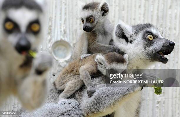 Female ring-tailed lemur "Susen" enjoys fresh food as she carries her twin babies on her back on April 13, 2010 at the zoo in Dresden, eastern...