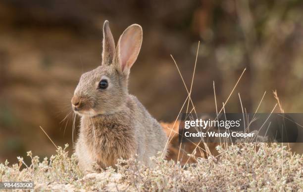 evening kit - cottontail stock pictures, royalty-free photos & images