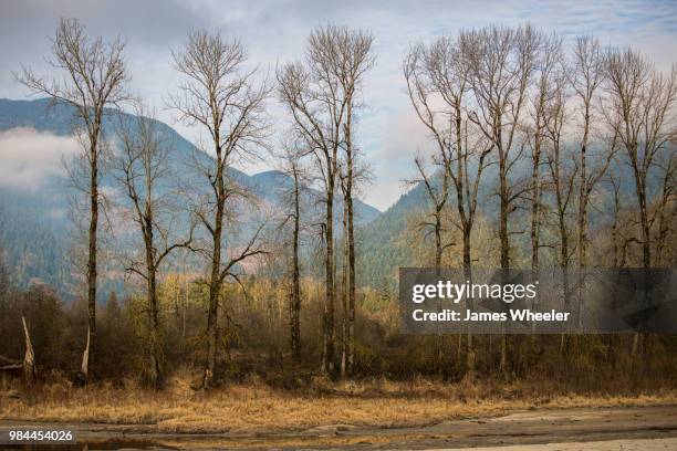 bare trees - forrest wheeler stockfoto's en -beelden