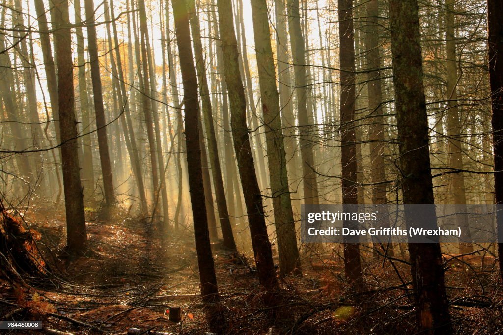 Delamere Forest