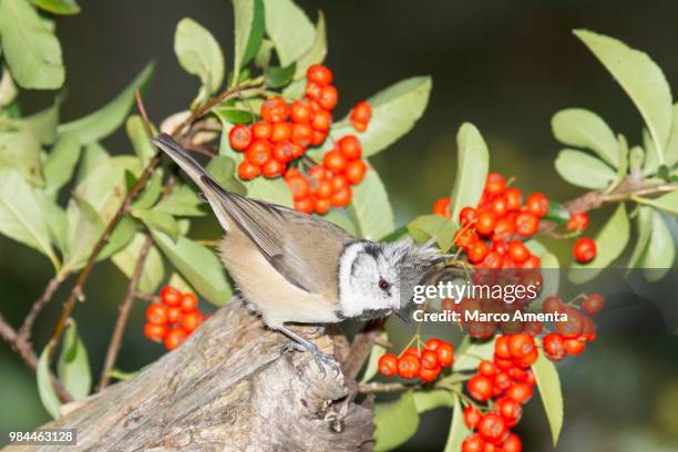 Speciman Tree 922 Specimen Tree Stock Photos, High-Res Pictures, and Images - Getty ...