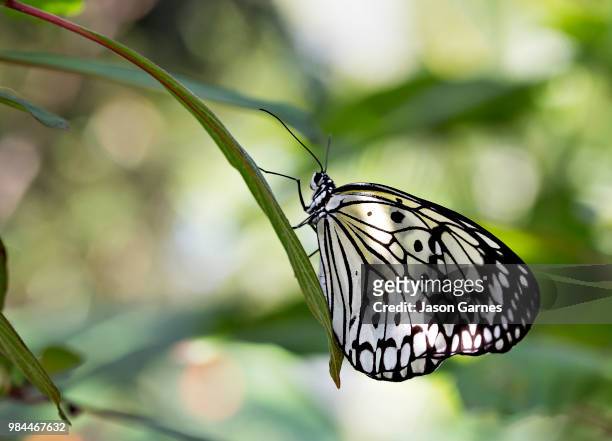 sticking around - paper kite butterfly stock pictures, royalty-free photos & images