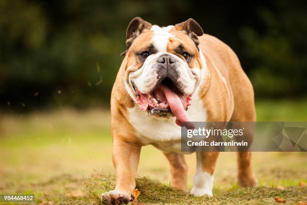vinnie - bulldogge stock-fotos und bilder